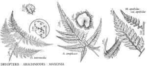 FNA2 P42 Dryopteris-Arachniodes-Maxonia pg 287.jpeg