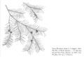 FNA01 P139 Taxus floridana pg 271.jpeg
