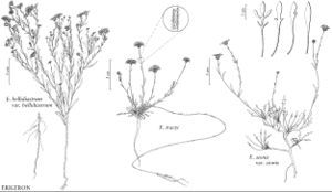 FNA20 P36 Erigeron bellidiastrum.jpeg