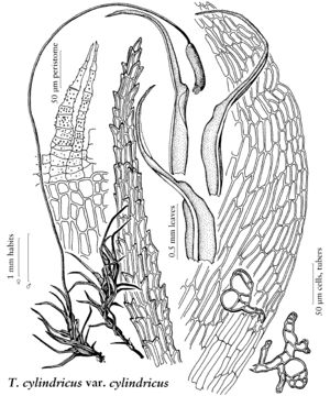 Ditr Trichodon cylindricus v. cyl 2007 01 06.jpeg