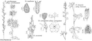 FNA03 P39 Delphinium pg 223.jpeg