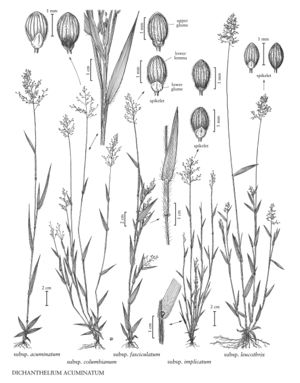 FNA25 P162 Dichanthelium Acuminatum pg 427.jpeg