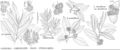 FNA03 P82 Castanea Chrysolepis Fagus Lithocarpus pg 442.jpeg