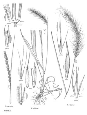 FNA24 P117 Elymus pg 301.jpeg