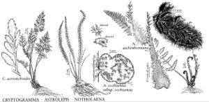 FNA2 P20 Cryptogramma-Astrolepis-Notholaena pg 137.jpeg