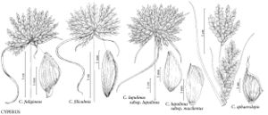 FNA23 P47 Cyperus fuligineus pg 176.jpeg