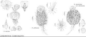 FNA4 P33 Astrophytum asterias.jpeg