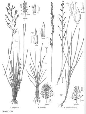 FNA25 P30 Eragrostis pg 88.jpeg