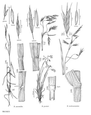 FNA24 P82 Bromus pg 215.jpeg