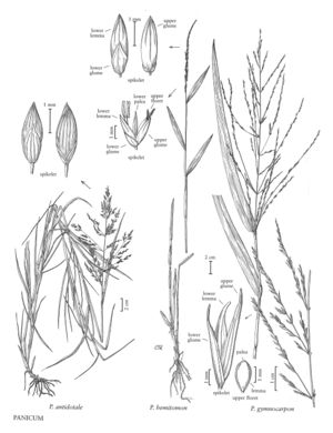 FNA25 P182 Panicum pg 486.jpeg