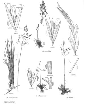 FNA24 P238 Deschampsia pg 630.jpeg