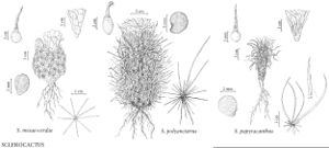 FNA4 P34 Sclerocactus mesae-verdae.jpeg