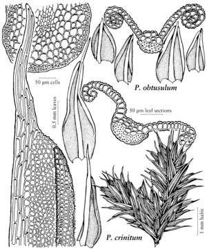 Pott Pseudocrossidium crinitum & obtusulum.jpeg