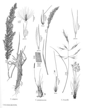 FNA24 P273 Calamagrostis pg 711.jpeg
