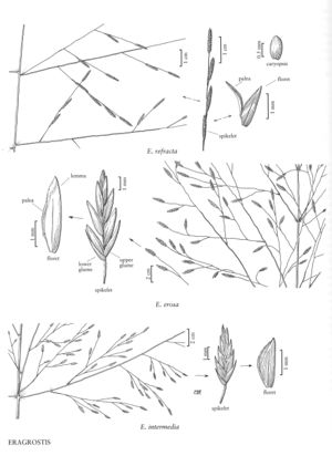 FNA25 P35 Eragrostis pg 98.jpeg
