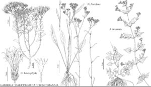 FNA21 P81 Garberia heterophylla.jpeg