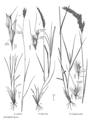 FNA25 P248 Bothriochloa pg 641.jpeg