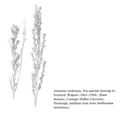 FNA01 P74 Artemisia tridentata pg 147.jpeg
