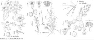 FNA4 P18 Pereskia aculeata.jpeg