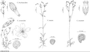 FNA5 P11 Cerastium brachypodum.jpeg