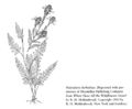 FNA01 P113 Pedicularis furbishiae pg 220.jpeg
