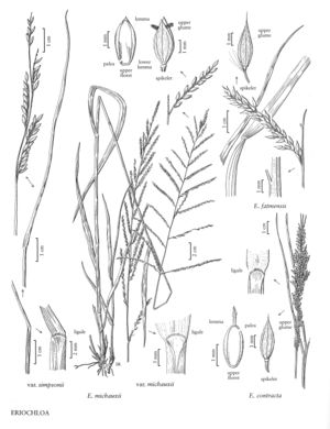 FNA25 P192 Eriochloa pg 512.jpeg