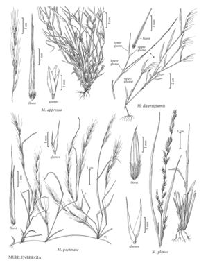 FNA25 P60 Muhlenbergia pg 166.jpeg