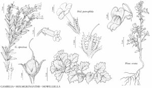 FNA17 P03 Gambelia speciosa.jpeg