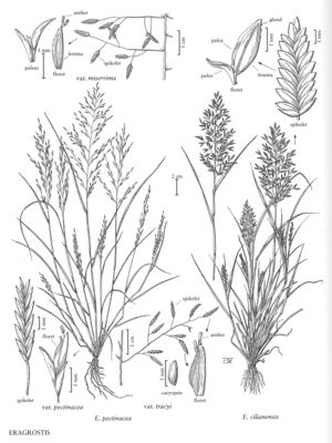 FNA25 P28 Eragrostis pg 84.jpeg