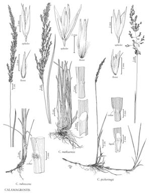 FNA24 P279 Calamagrostis pg 725.jpeg