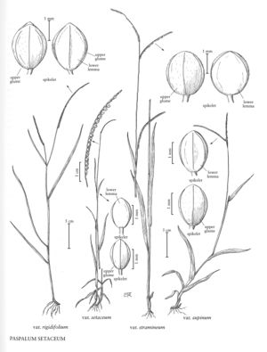 FNA25 P228 Paspalum Setaceum pg 593.jpeg