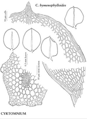 MniaCyrtomniumHymenophylloides.jpeg