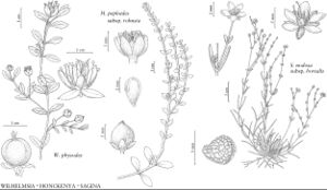 FNA5 P17 Wilhelmsia physodes.jpeg