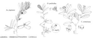 FNA03 P3 Asimina Deeringothamnus Canella pg 17.jpeg