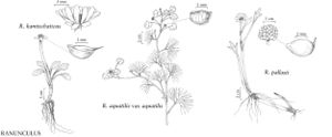 FNA03 P22 Ranunculus pg 131.jpeg