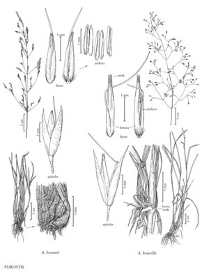 FNA24 P248 Agrostis pg 655.jpeg