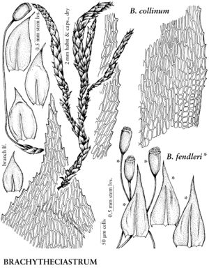 BracBrachytheciastrumFendleriCollinum 2spp.jpeg