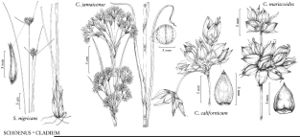 FNA23 P71 Schoenus nigricans pg 240.jpeg