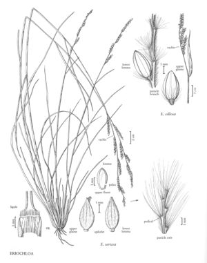 FNA25 P191 Eriochloa pg 510.jpeg