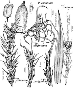 Poly Polytrichum commune vars comm perig ulig.jpeg