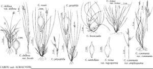 FNA23 P131 Carex deflexa var deflexa pg 536.jpeg