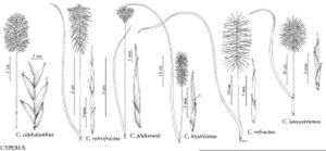 FNA23 P49 Cyperus cephalanthus pg 181.jpeg