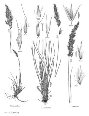 FNA24 P275 Calamagrostis pg 715.jpeg