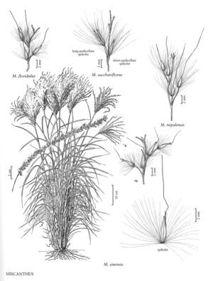 FNA25 P238 Miscanthus pg 619.jpeg