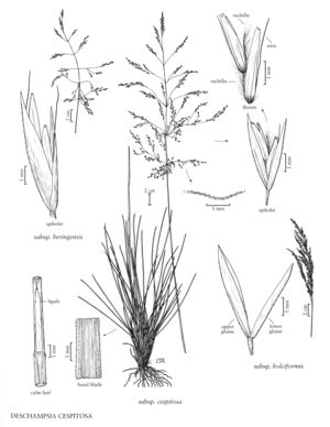 FNA24 P237 Deschampsia Cespitosa pg 627.jpeg