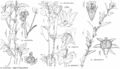 FNA12 P21 Acalypha ostryifolia.jpeg