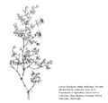 FNA01 P75 Larrea divaricata subsp tridentata pg 150.jpeg