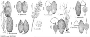 FNA23 P115 Carex flaccosperma pg 457.jpeg