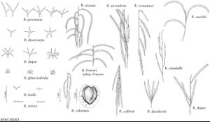 FNA7 P42 Boechera trichomes atrorubens.jpeg