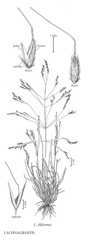 FNA24 P267B Lachnagrostis pg 695.jpeg